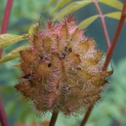 glycyrrhiza yunnanensis